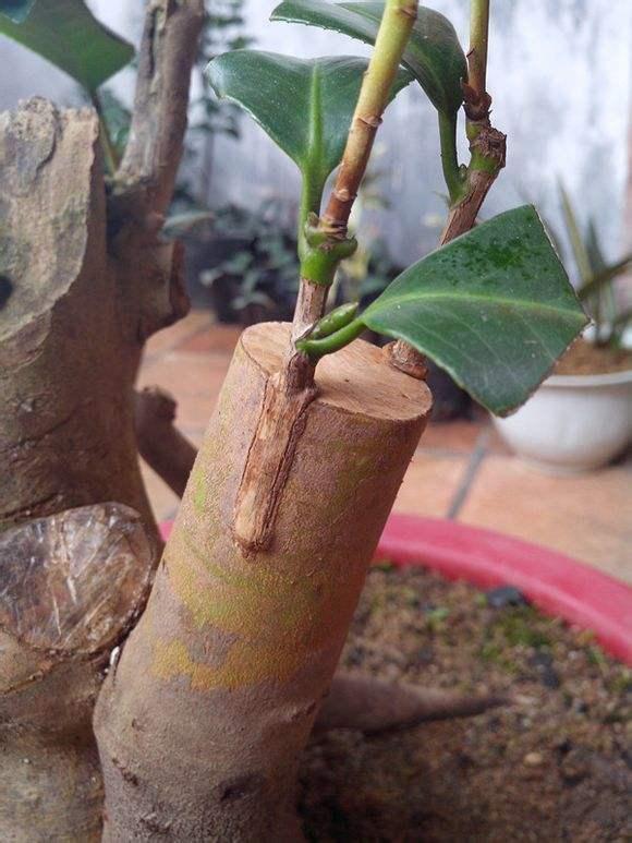 头条问答 - 柚子树可以跟什么树嫁接?(11个回答)