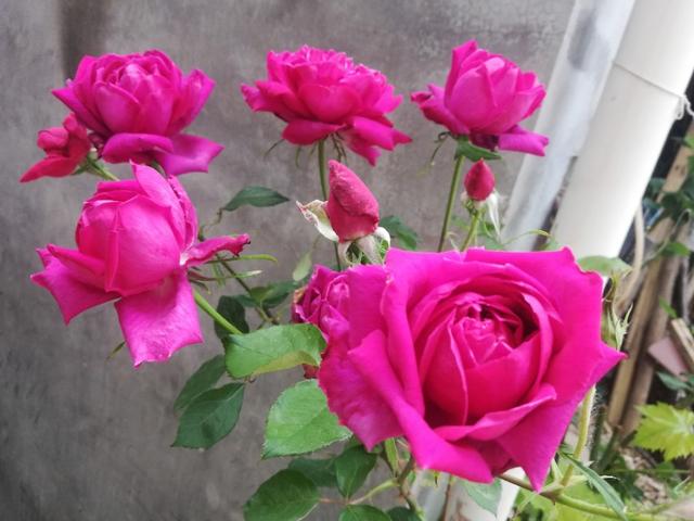 最香的几款月季品种是什么？插图42