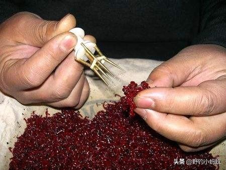 红虫有毒吗:钓鱼红虫能放冰箱里吗？有毒吗？