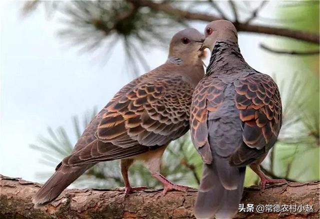 斑鸠养殖技术视频播放:如何将野生斑鸠进行驯化实行家养？要掌握哪些技术？