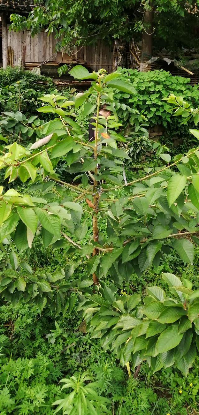 头条问答 - 樱桃树幼苗该如何修剪?(3个回答)