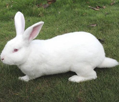 獭兔养殖:獭兔养殖成本利润分析 如何安全地引进獭兔种兔进行养殖？