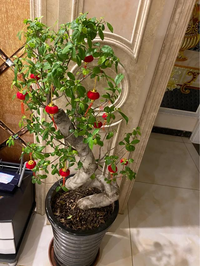 室内最好的观赏植物:十大室内观赏植物 室内养花，养几种花比较好？