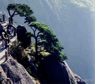 黄山奇松介绍:挂在悬崖峭壁上的黄山十大名松！指的是那十大名松？因什么得名？