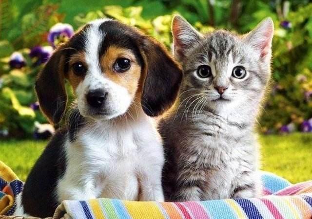 狼狗咬死猫:我家猫是被狗咬死的，浑身是血，请问是什么原因导致狗咬猫？