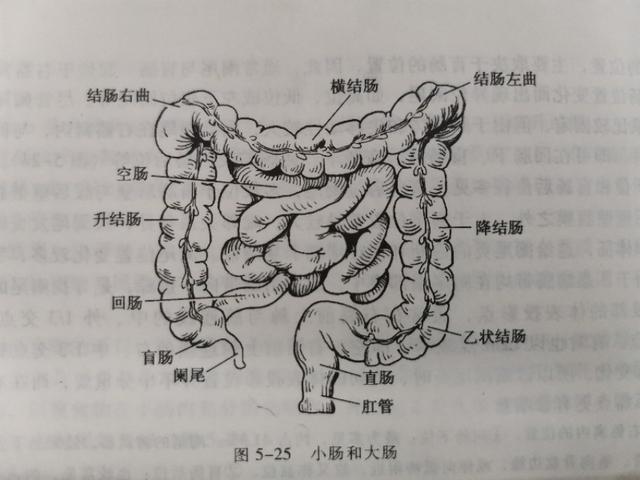 肠梗塞会腹泻:三岁宝宝肠梗堵刚好，大便太干燥，一粒一粒的，怎么办？