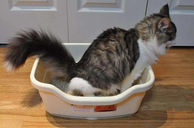 三文鱼边角料做猫饭:猫咪直接喂肉可以吗？需要注意什么？