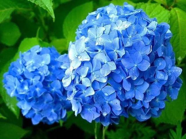 八仙花图片:绣球花应该在什么时间段浇水？早晨和下午哪个时段更好一些？