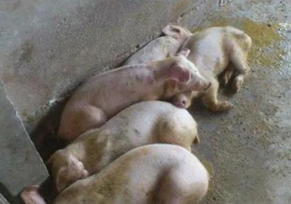 小猪拉稀不吃食怎么办？插图1