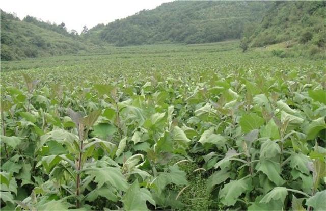 仔猪传染性脑脊髓炎:新冠肺炎下养殖业如何应对和防控？