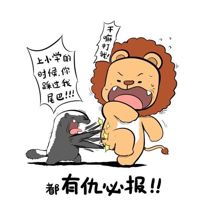 中亚对莱州红打架视频:莱州红打架视频大全 “平头哥”蜜獾为什么谁都不怕，这么彪悍？