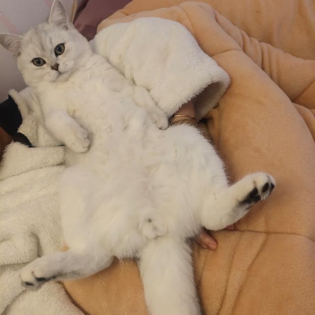 英国短毛猫:为什么现在这么多人养灰色的英国短毛猫？