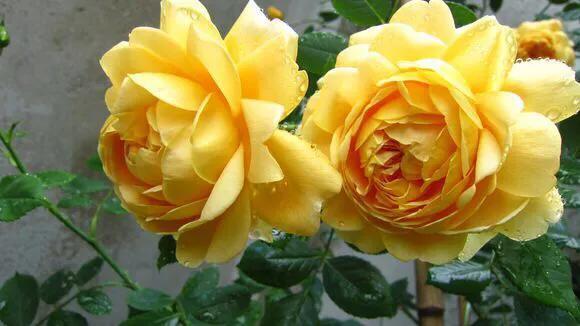 最香的几款月季品种是什么？插图147