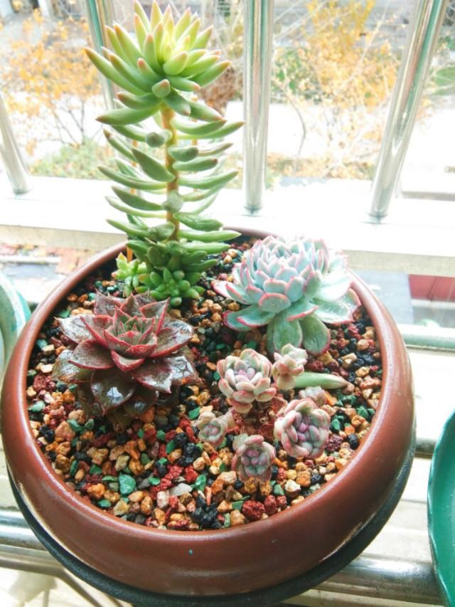 头条问答 多肉露养怎么样 薇暖家庭园艺的回答 0赞