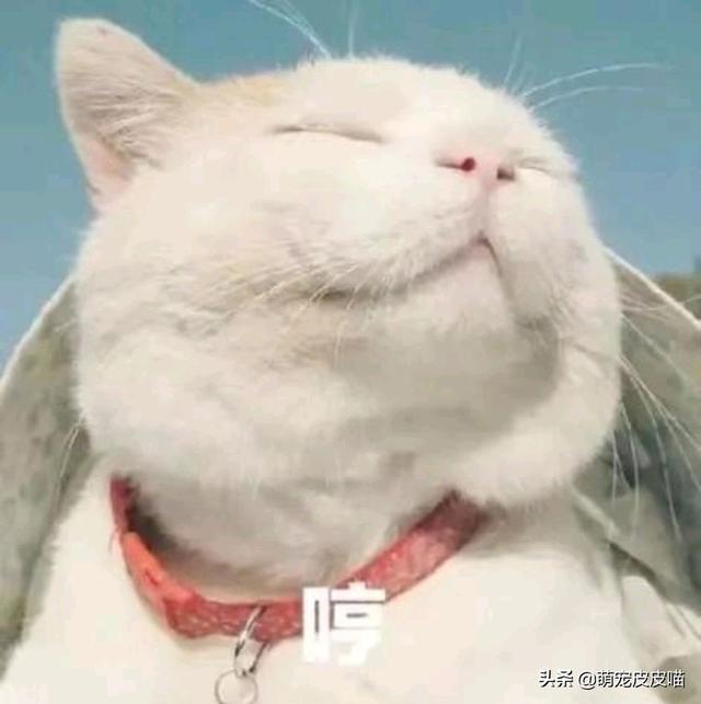 为什么我家猫不会埋屎:我家猫咪近两天拉完屎不用猫砂自己盖了，什么原因？