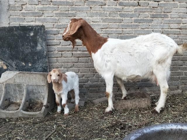 粗毛牧羊犬游戏在线玩:牧羊犬的作用是什么?牧羊犬真的能打过狼吗？