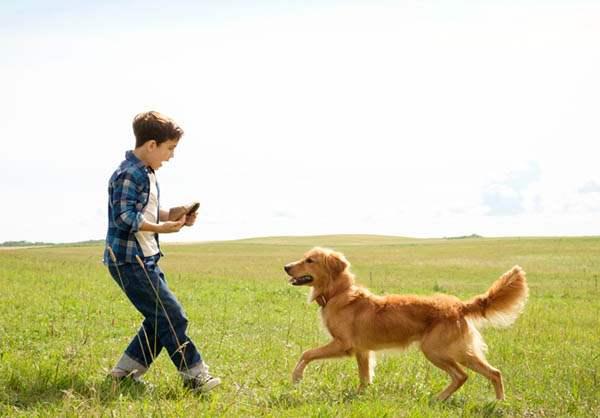 导盲犬珍妮 寄养家:导盲犬珍妮退役后的生活 哪部电影中狗对主人的忠诚感动了你？