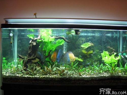 养龙鱼可以造景吗:龙鱼缸能做造景吗 龙鱼可以养在水草生态缸吗？