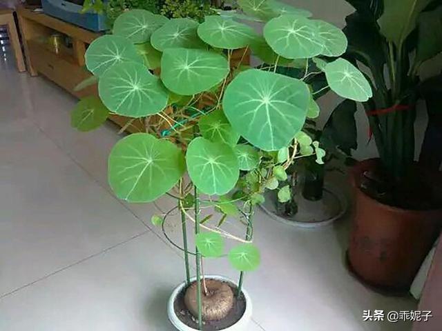 金不换植物爬藤:金不换的叶子布有许多黑点和叶子变黄应怎样处理？