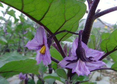 头条问答 茄子种植摘叶有什么作用 摘叶需要注意什么 23个回答