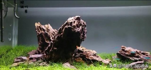 活性酶硝化细菌怎么用:活性酶硝化细菌 水产养殖中如何正确使用硝化细菌？