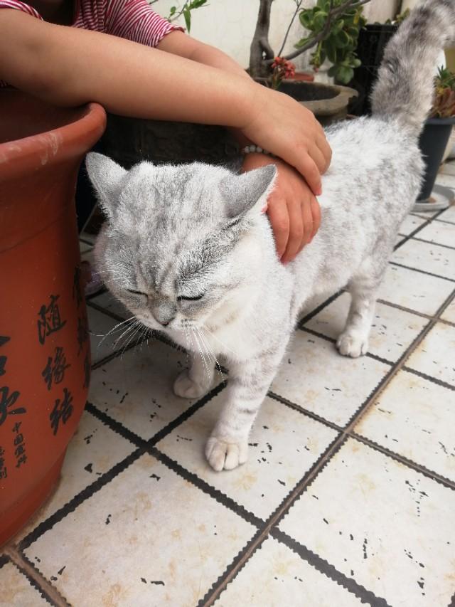猫泛白细胞减少症传染:猫泛白细胞减少症传染人吗 家里只养一只猫会得猫瘟吗？