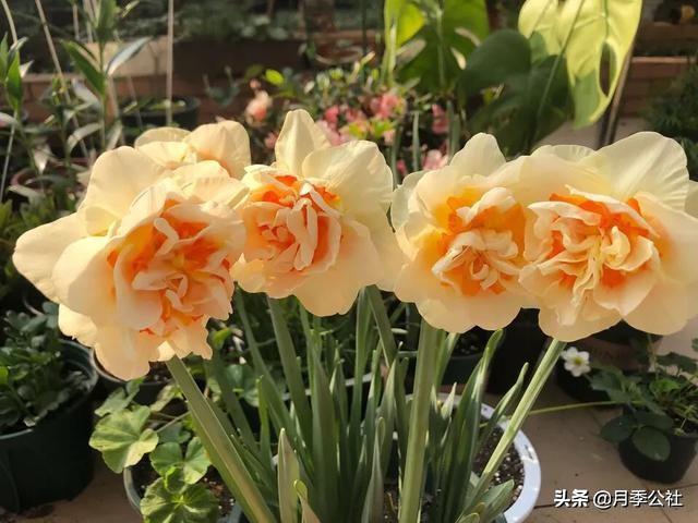 水仙花开花后根如何处理？