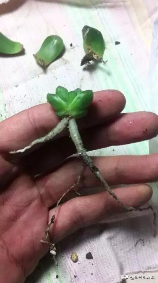 条纹十二卷变黑:多肉十二卷怎样割叶片繁殖？