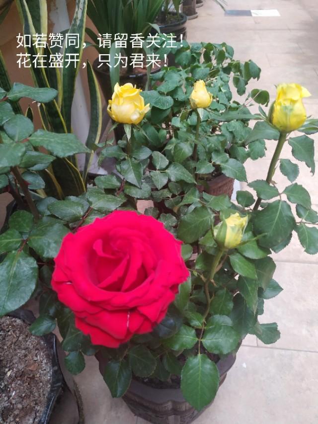 双标公知,明明知道自己无耻,为什么还要无耻,这是一种什么精神？