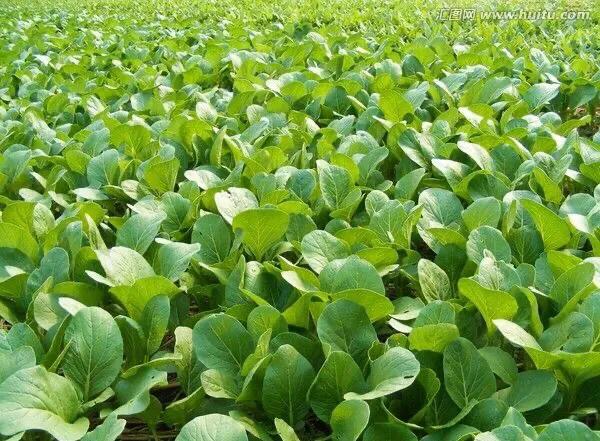 头条问答 夏季在菜园子种点白菜芽需要注意什么 蔬菜病虫害防治的回答 0赞