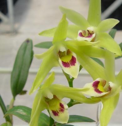 铁皮石斛的功效与作用,铁皮石斛真的有那么神奇吗？有什么功效？