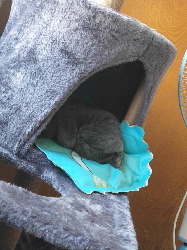 加拿大无毛猫壁纸:过敏性鼻炎，适合养什么猫，真的养不了任何猫吗？