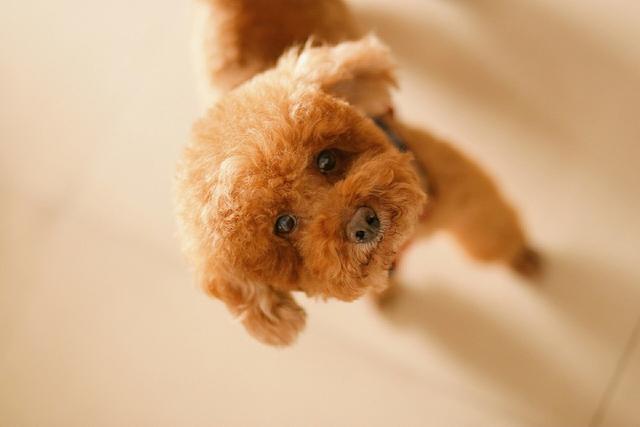 贝生吉犬是种好奇心很旺盛的狗:贝生吉犬幼犬 蝴蝶犬与博美犬，一样是玩具犬，为什么养前者的人数却很少？