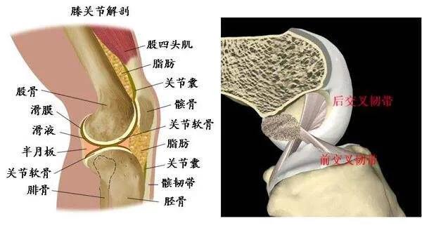 膝盖窝在哪里图片