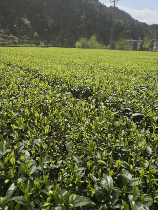 十大名茶和历史名茶以及市场名茶怎么分类？