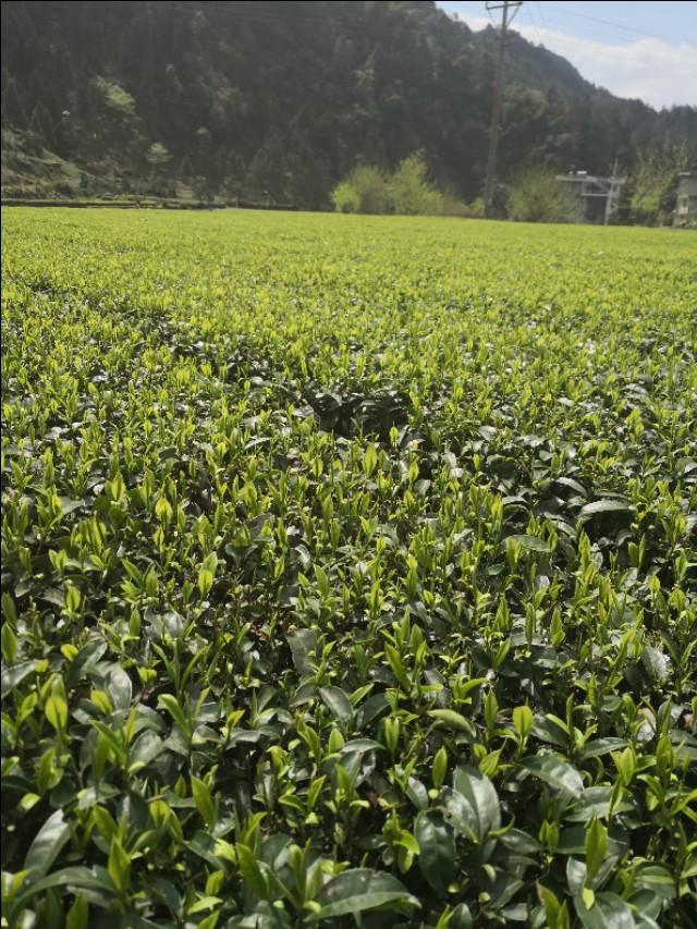 十大名茶评比福建上榜几个，福建有哪些名茶，产地在哪里，中国名茶里福建名茶占了几个