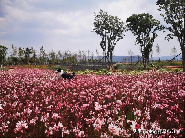爱与狗同行剧照:大家都是怎样看待《与卡戴珊同行》这个剧的呢？