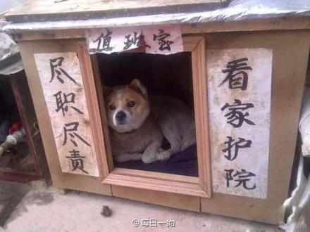 黑喂狗什么意思:农村俗语“喂狗别喂饱”是什么意思呢？有啥道理？ 青春喂了狗什么意思