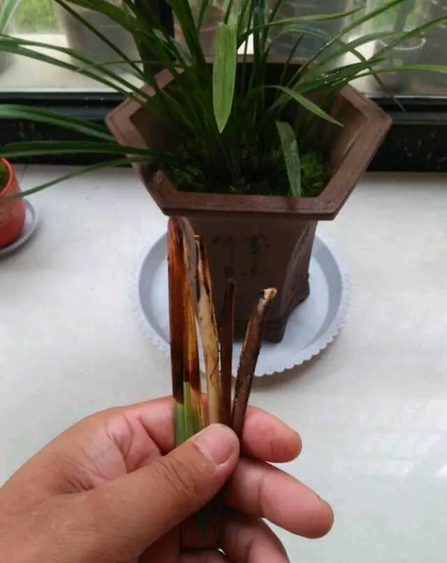 头条问答 - 墨兰严重烂根怎么处理?(28个回答)