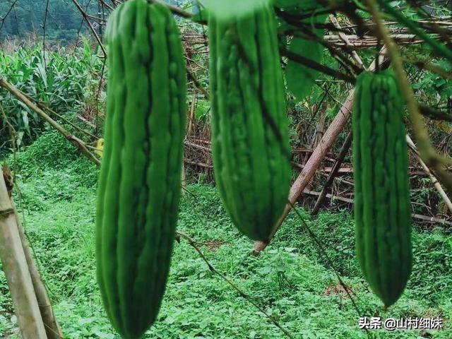 秋田蕗种植技术:水稻栽培高产技术在哪几个环节？