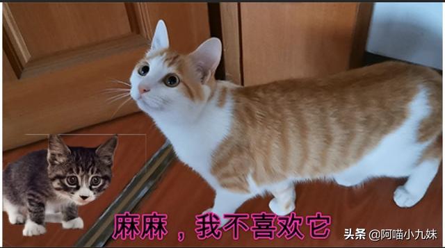 狸花猫宠物知识大全:家里养了一只狸花，前几天又养了一只，狸花躲着不敢出来怎么办？ 狸花猫不适合当宠物