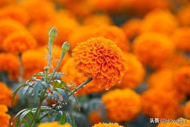 头条问答 万寿菊怎么养护 10个回答