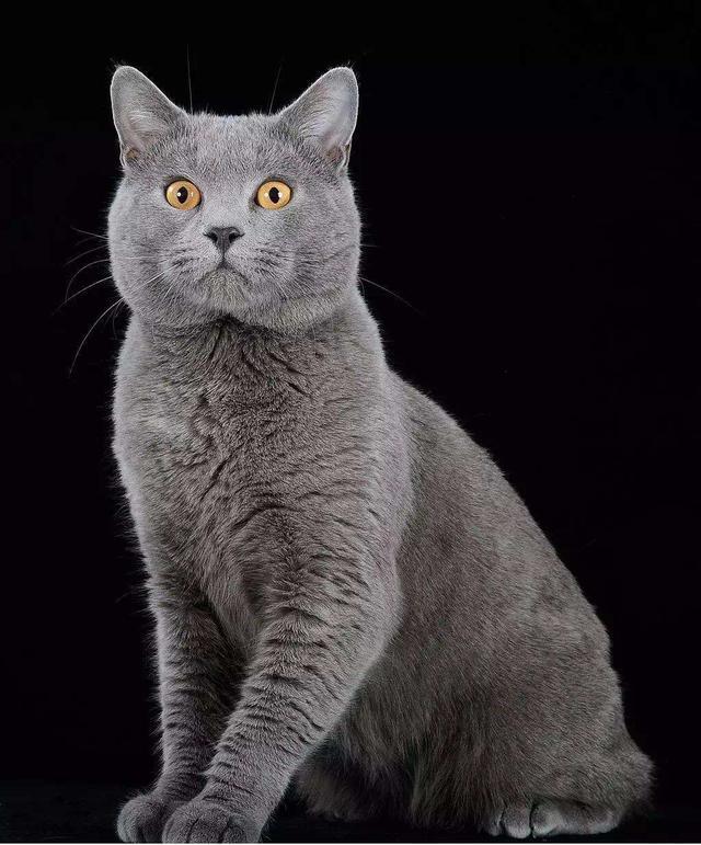 蓝猫:为什么说蓝猫是最不值钱的猫？ 蓝猫英短