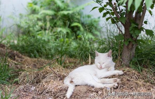 成都加菲猫是什么猫:央视的那只猫最后怎么样？ 加菲猫是什么品种的猫