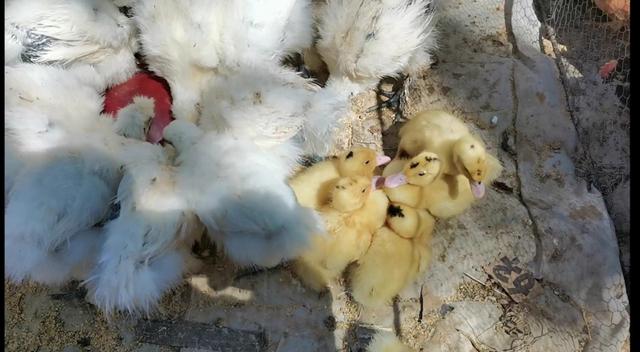 突然大量呕吐死亡:猫咪突然呕吐死亡 鹅拉白黄屎，口吐黄水突然死亡是什么原因？体重二三斤左右？