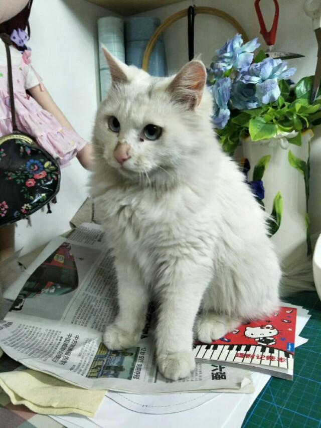 伟嘉干粮可以给猫长期吃吗:猫咪一直吃猫粮可以吗？为什么？