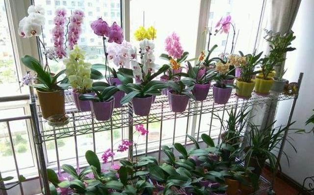 头条问答 家庭怎样才能养好蝴蝶兰组培苗 15个回答
