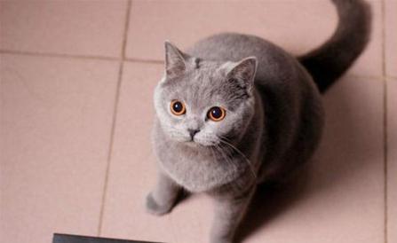 怀孕家里养猫注意事项:因为怀孕我家猫咪还可以养吗？是蓝猫有点不舍？
