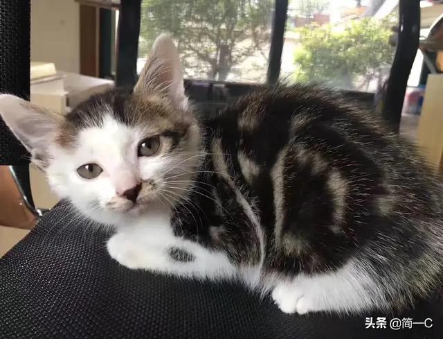 伯爵养猫记:你喜欢小动物吗？猫和狗选择一个，你会选择谁，为什么？