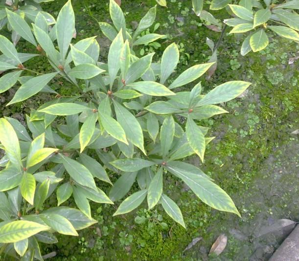 头条问答 - 强大的网友们,哪里有卖金丝楠木种子的?(6个回答)